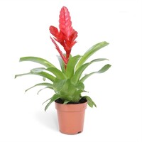 Vriesea Stream | In 12 cm pot