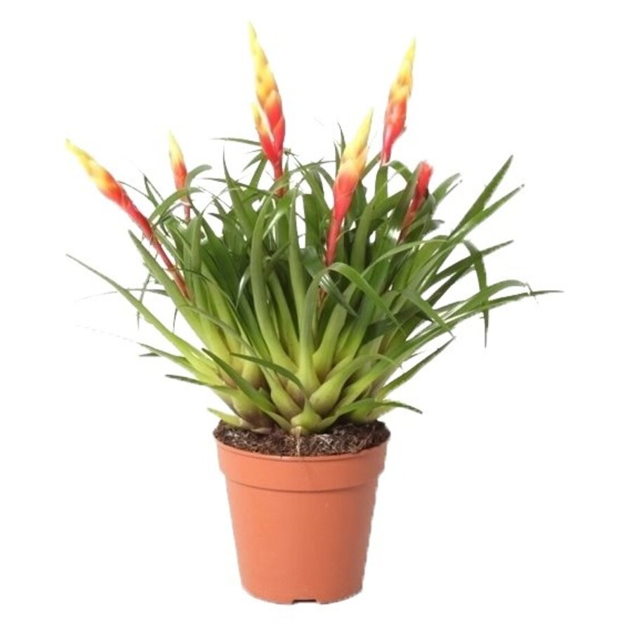 Vriesea Shannon | In 12 cm pot