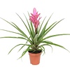 Tillandsia Antonio | In 12 cm pot