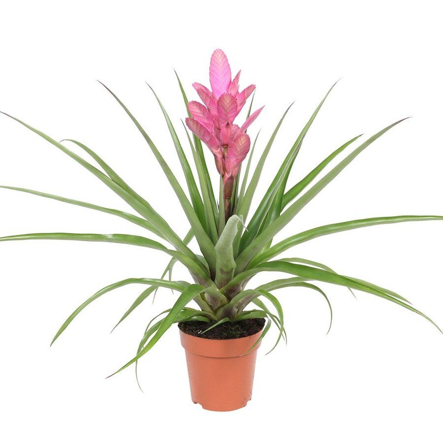 Tillandsia Antonio | In 12 cm pot