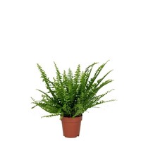 Nephrolepis Green Lady | In 17 cm pot