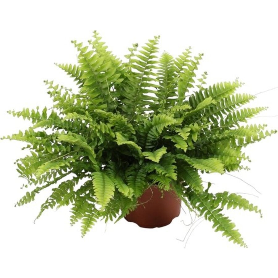 Nephrolepis Green Moment | In 17 cm pot