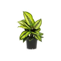 Calathea Beauty Star | In 12 cm pot