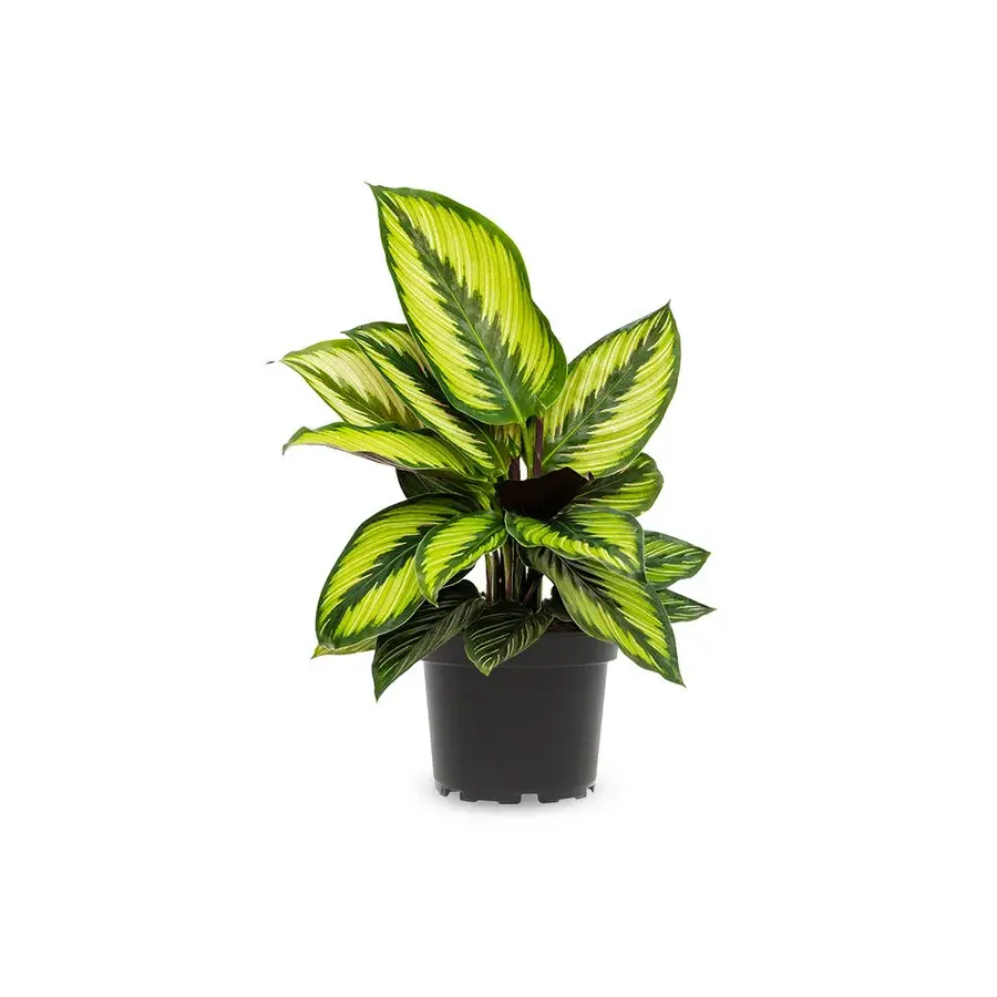 Calathea Beauty Star | In 12 cm pot