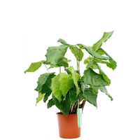 Calathea Network | In 12 cm pot