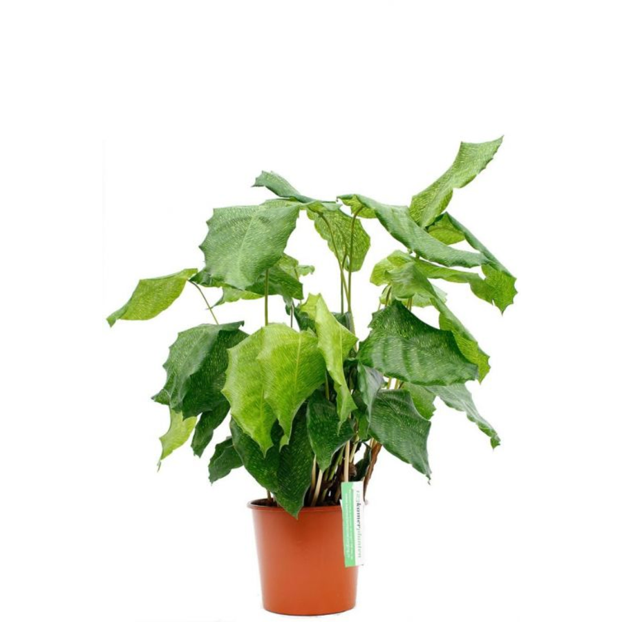 Calathea Network | In 12 cm pot