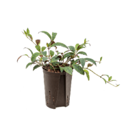 Aeschynanthus Marmoratus | In 12 cm pot