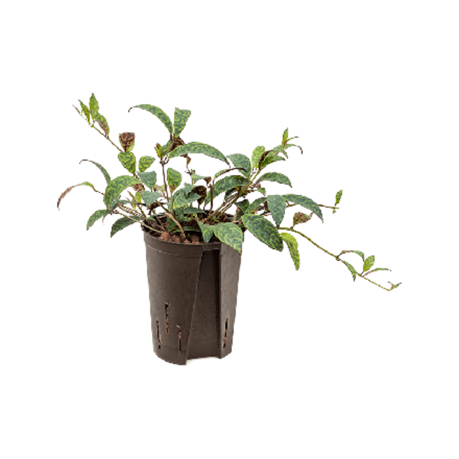Aeschynanthus Marmoratus | In 12 cm pot