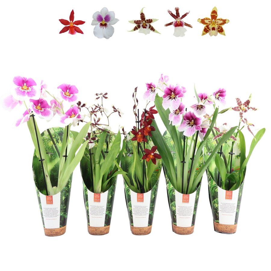 Orchideeën Mix Per Stuk | In 9 cm pot
