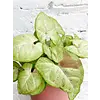 Syngonium | In 15 cm pot