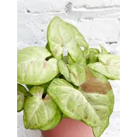 Syngonium | In 15 cm pot