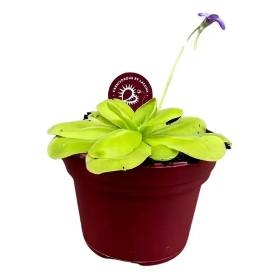 Pinguicula | In 12 cm pot