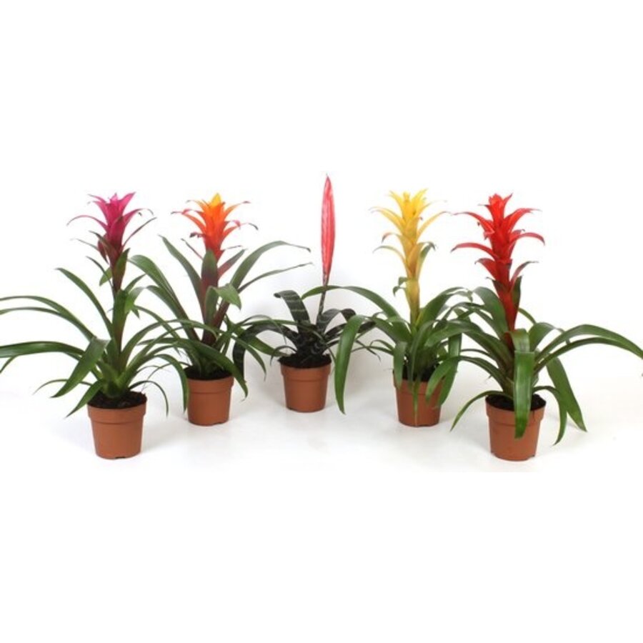 Guzmania Mix Per Stuk | In 12 cm pot