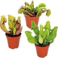Vleesetende Planten Mix | Per Stuk | In 9 cm pot