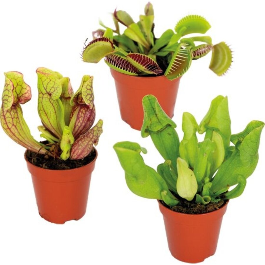 Vleesetende Planten Mix | Per Stuk | In 9 cm pot