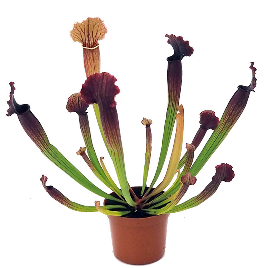 Sarracenia | In 9 cm pot