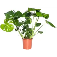 Monstera Deliciosa | In 19 cm pot
