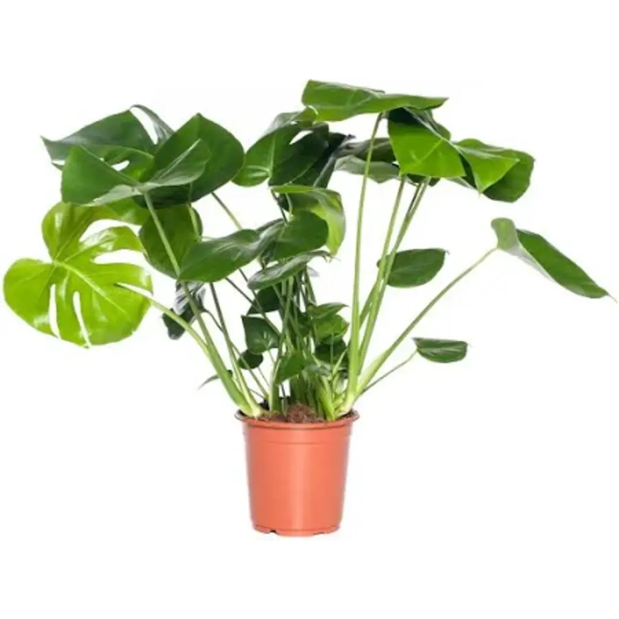 Monstera Deliciosa | In 19 cm pot