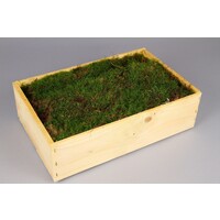 Mos in Houten Kist