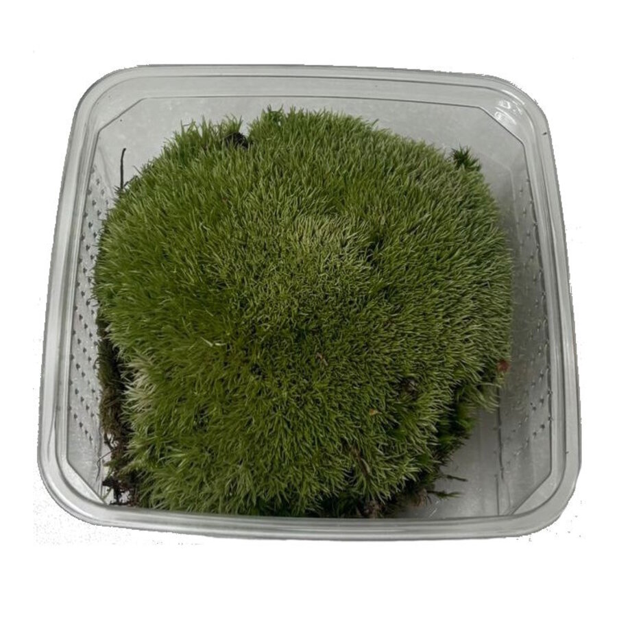 Mos Bol In Bakje +- 150 gram