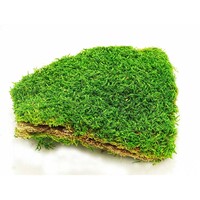 Droog mos In Doos 60x40x60cm