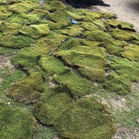 Droog mos In Doos 60x40x60cm