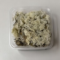 Ijslandmos In Bakje +- 40 gram