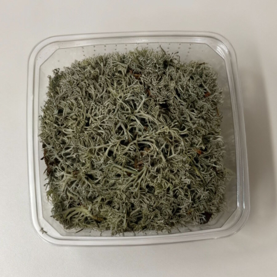 Zilvermos In Bakje +- 40 gram