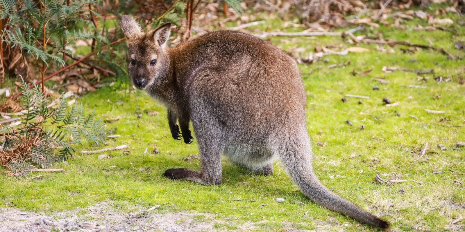 Waarom een wallaby als huisdier houden geen gek idee is (mits je dit weet)