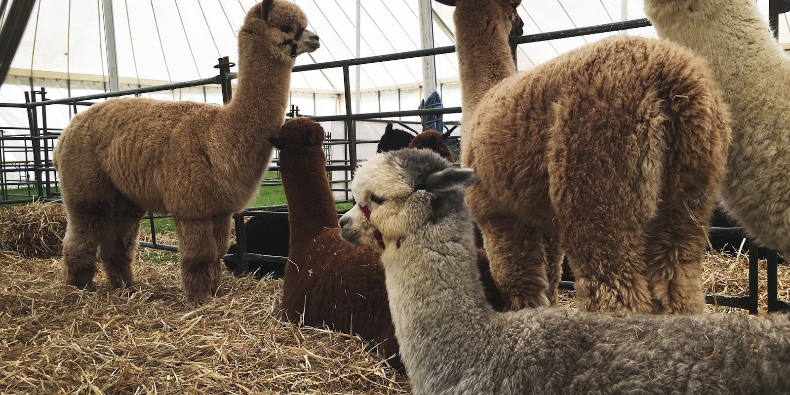 Alpaca’s – Alpaca’s houden in Nederland: alles over voeding, weidebeheer en wolverzorging