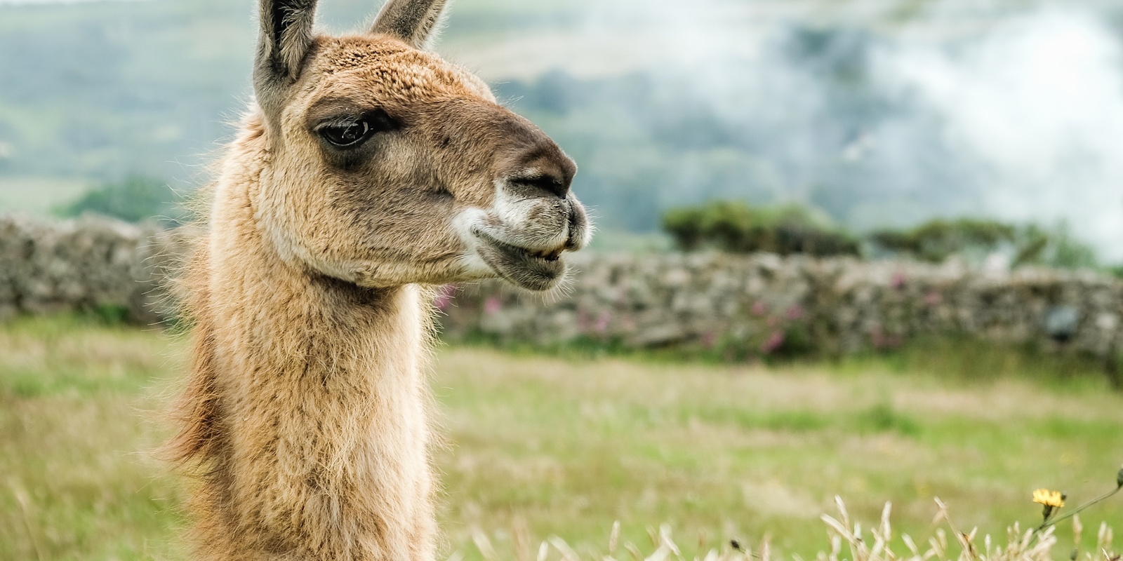 Lama’s – Wat maakt lama’s anders dan alpaca’s? Verschillen, verzorging en karakter