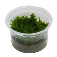 Monosolenium Tenerum | In Vitro Cup