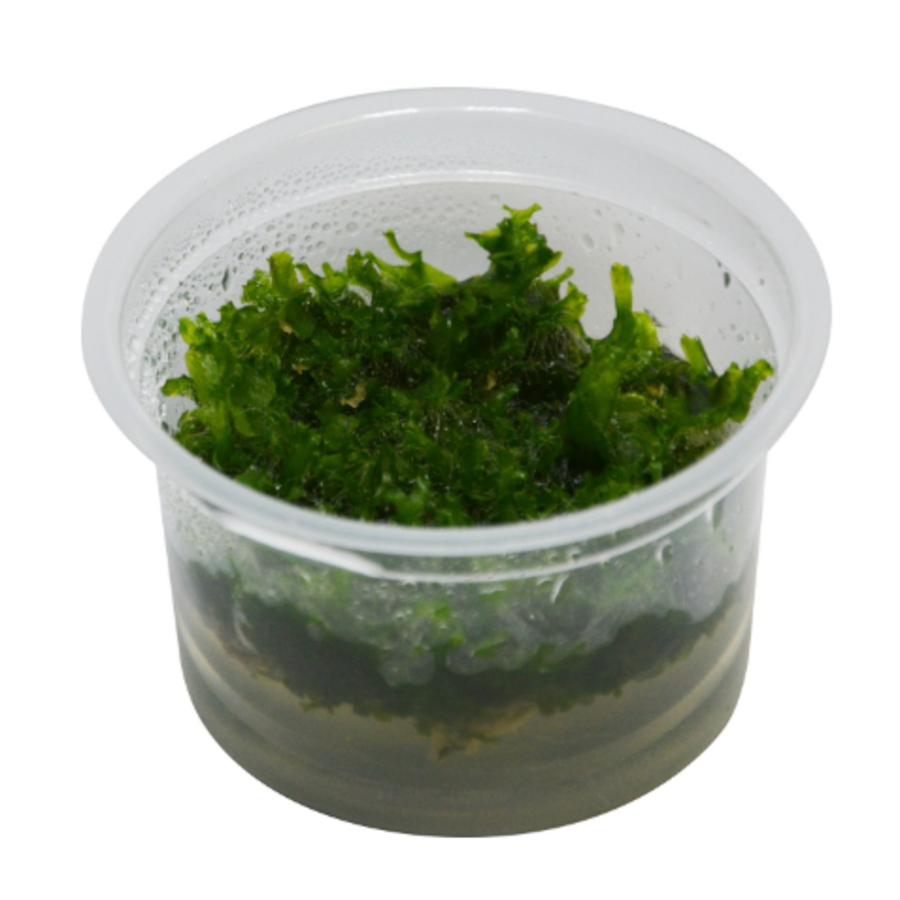 Monosolenium Tenerum | In Vitro Cup