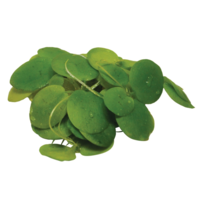 Limnobium Leavigatum | In Vitrocup