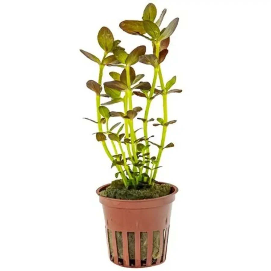 Bacopa Salsmannii Purple | 5CM Pot