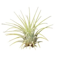 Tillandsia Ionantha