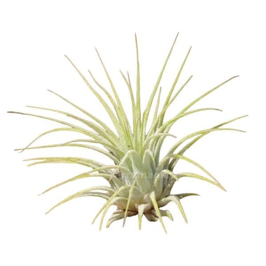 Tillandsia Ionantha
