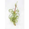 Tillandsia Curly Bonsai