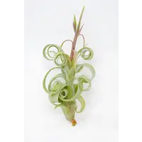 Tillandsia Curly Bonsai