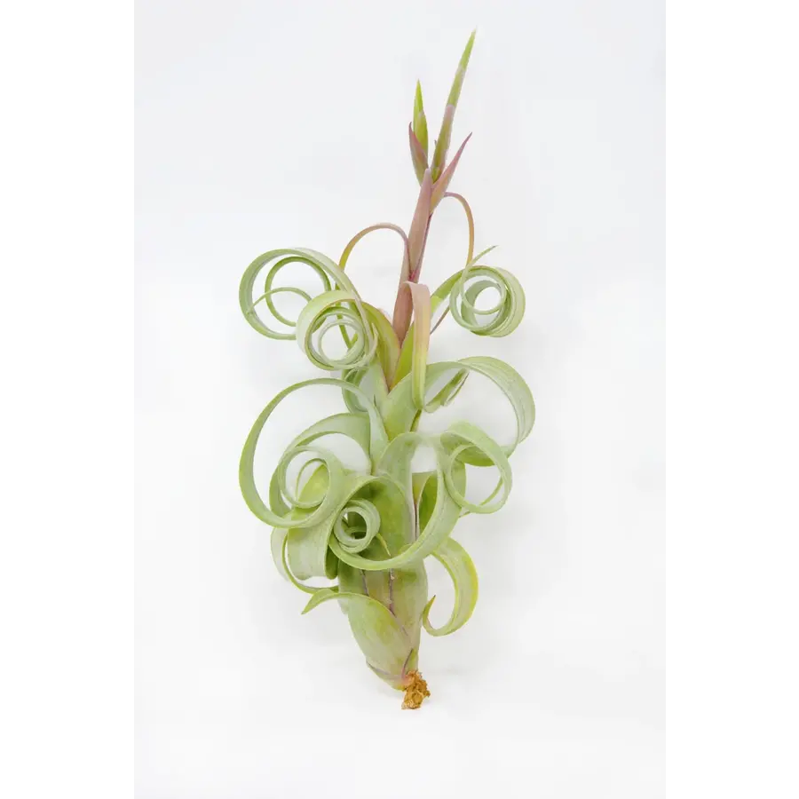 Tillandsia Curly Bonsai