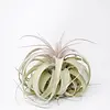Tillandsia Xerographica