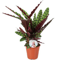 Calathea Lancifolia | In  17 cm Pot