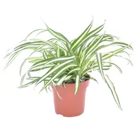Chlorophyturns Comosum Atlantic | In 12 cm Pot