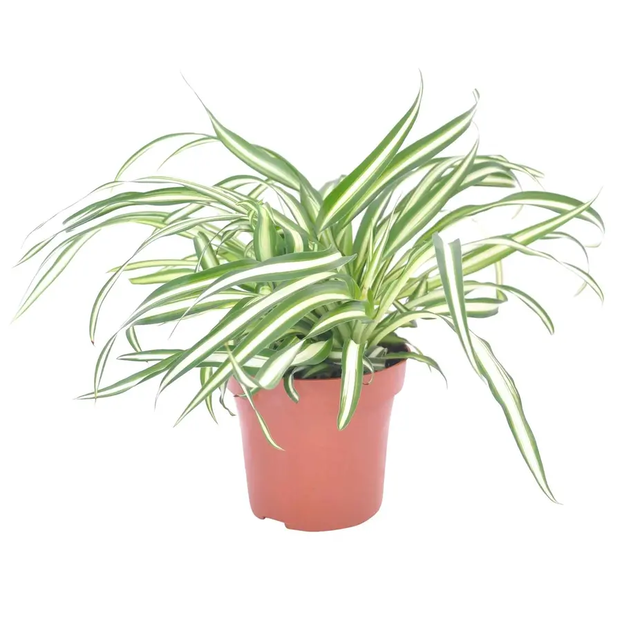 Chlorophyturns Comosum Atlantic | In 12 cm Pot