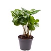 Coffea Arabica | In 12 cm Pot