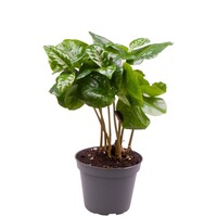 Coffea Arabica | In 12 cm Pot