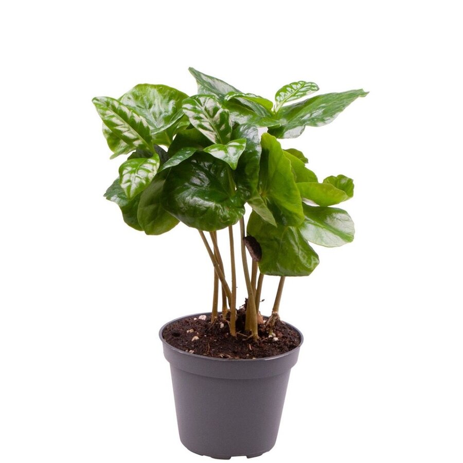 Coffea Arabica | In 12 cm Pot