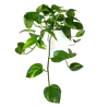 Epipremnum Aureum | In 12 cm Pot