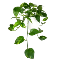 Epipremnum Aureum | In 12 cm Pot