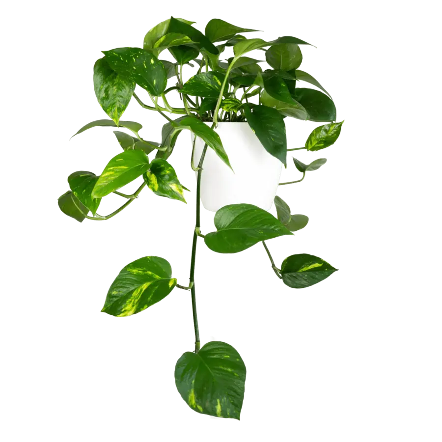 Epipremnum Aureum | In 12 cm Pot